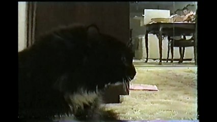 Talking Cat Saying Oh Long Johnson