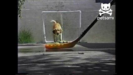 This dog could be goalie for the Anaheim Ducks