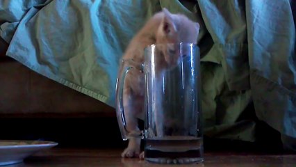 Tiny Kitten Just Wants Milk