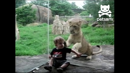 Toddler and baby lion become besties