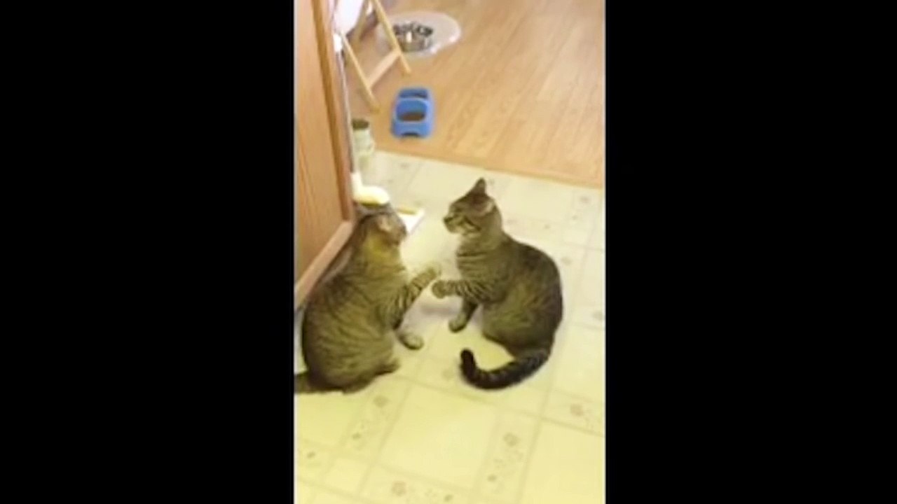 Two Cats Mirror Each Other