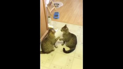 Two Cats Mirror Each Other
