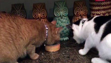 Two Cats Share A Can Of Tuna