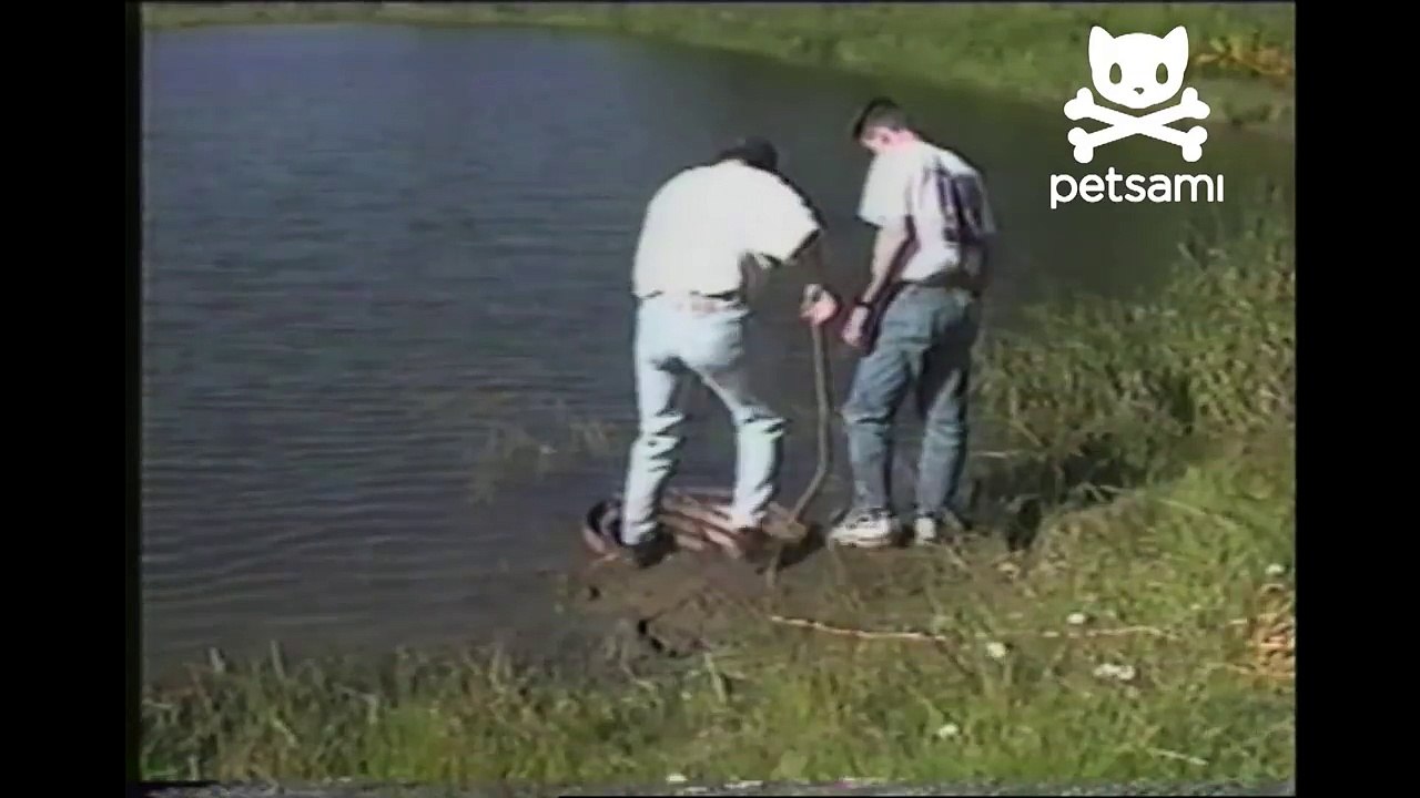 Two men save a beaver's life