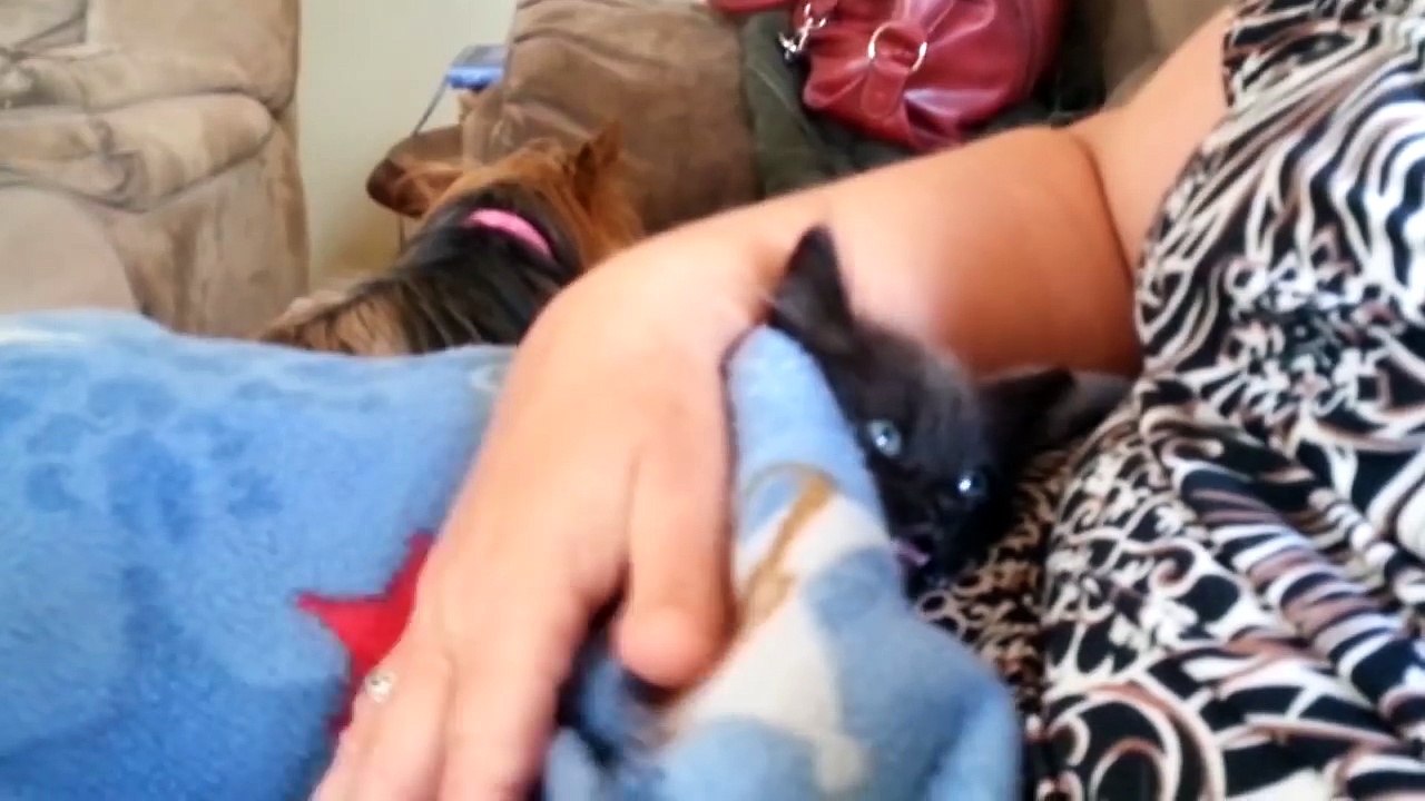 Weirdest Cat Noises