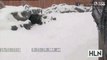 Adorable panda rolls down snowy Hill (VERY CUTE)!!