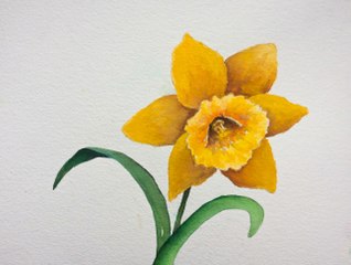 How to paint a Daffodil with watercolor, a step by step tutorial