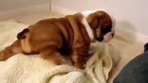 The most adorable bulldog puppy ever !!