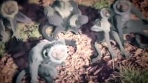 Dessins animés pour les petits enfants en français 2015 - Dinosaure film complet en francais