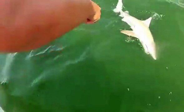 Goliath Grouper Swallows Shark
