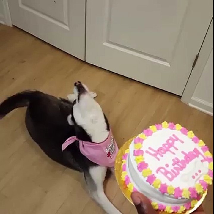 Siberian husky birthday