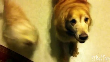 Смешные собаки радуются прогулке