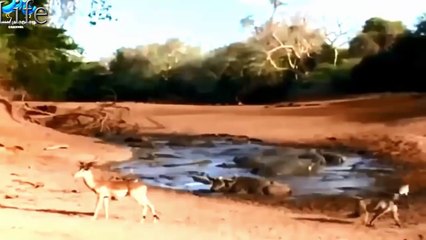 Crocodile attack baboon, poor baby monkey killed