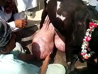 Goat is giving 35 Litre Milk - Amazing