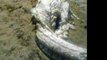 NEW 2013 STRANGE Horned Sea Monster Washes Ashore In Spain - Aliens - UFOs
