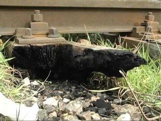 TRITOL PER SKRAP HIDHET NE ERE HEKURUDHA VORE SHKODER LAJM