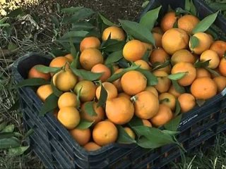 BUJQESIA NE XARE PROFILI I DHIMO KOTES,PRONARI I NJE FERME LAJM