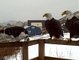 Bald Eagles hanging out on the patio with this family's cats in the video. Just being friendly or thinking about their n
