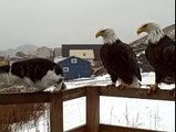 Bald Eagles hanging out on the patio with this family's cats in the video. Just being friendly or thinking about their n