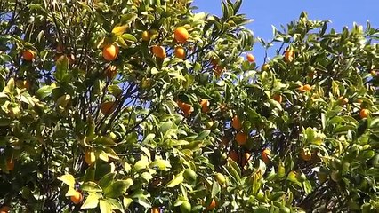 Orange Marmalade – Bruno Albouze – THE REAL DEAL (FULL HD)