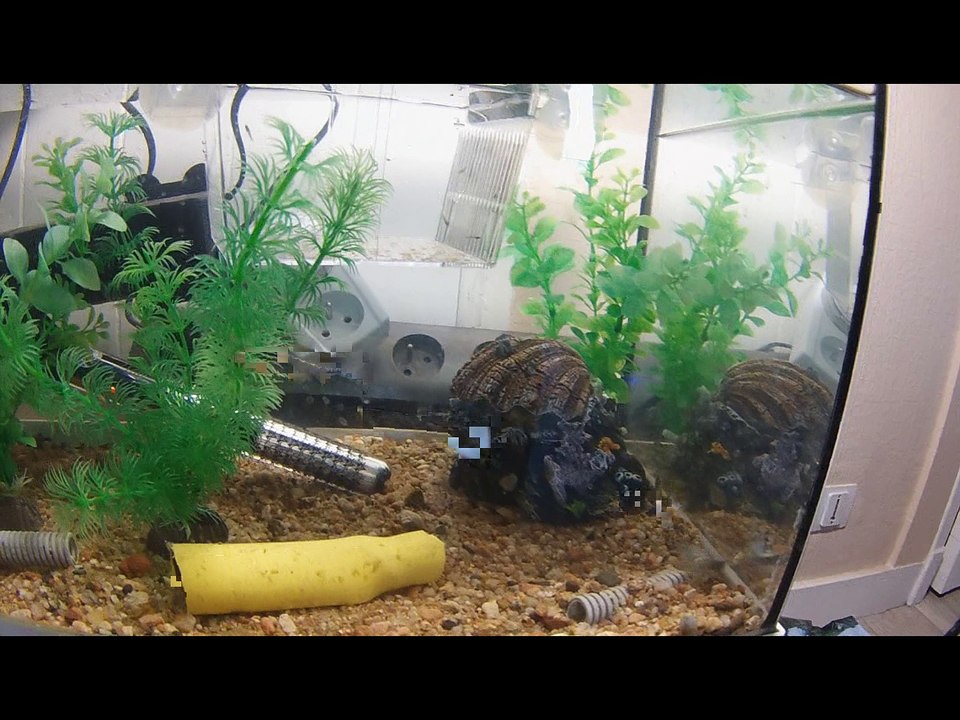 alvin guppy molly crevette