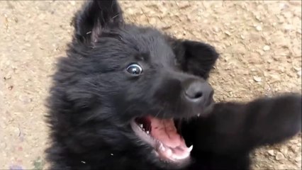 Cute Belgian puppy at 30 days - funny dog eyes - OMG VIDEO