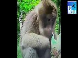 Tayfun Yılmaz Yeni Maymunlar Komik Dublaj (Vine Derleme) #2