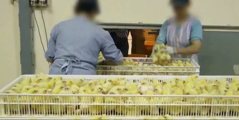 Lo que la industria de la carne no quiere enseñar.