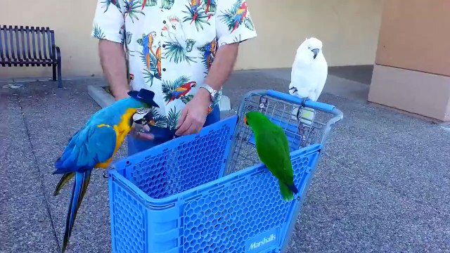 Old man flip birds in his hands