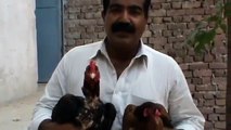 AMROHA ASEEL COCK _ by Rana Safdar Sahab in Pakistan‬‏.