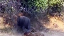 Lion vs Buffalo - Lion vs Buffalo Real Fight - Male Lions Attack