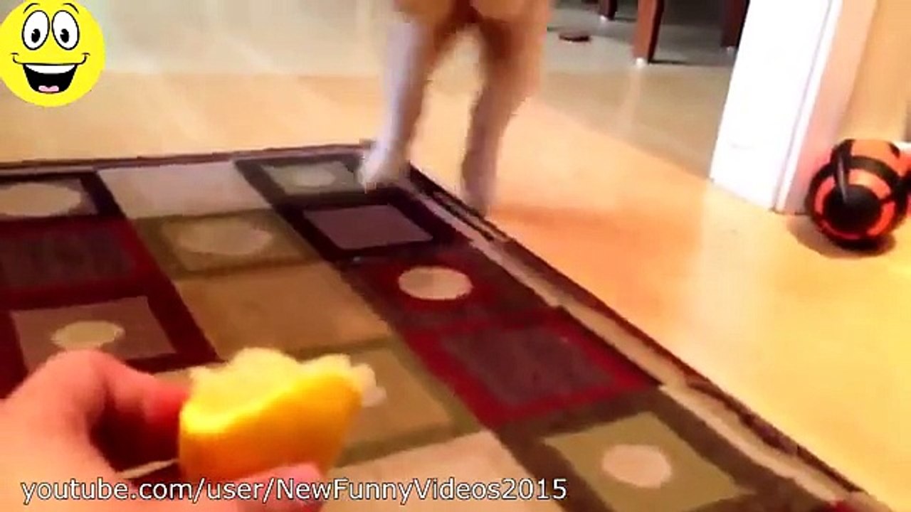 Best Funny Videos - Funny Cats and Dogs vs Lemons - Funny Animal Compilation