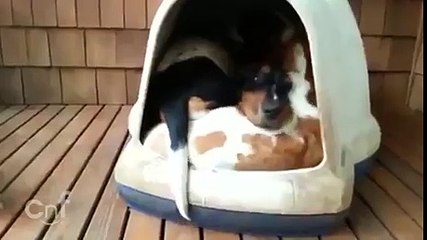 They need a bigger house