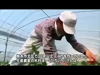 World's First Heart-Shaped Watermelon