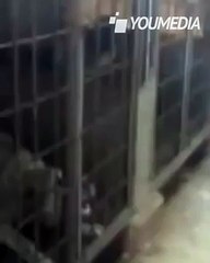 Prende a calci il cane in gabbia, la vendetta dell'animale è implacabile