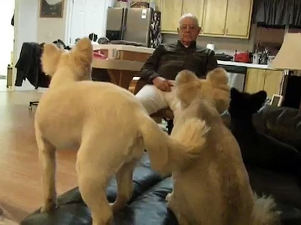 Dogs know exactly when it's time for bed
