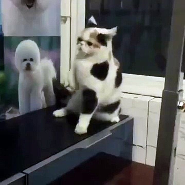 Cat Dances on Hind Legs