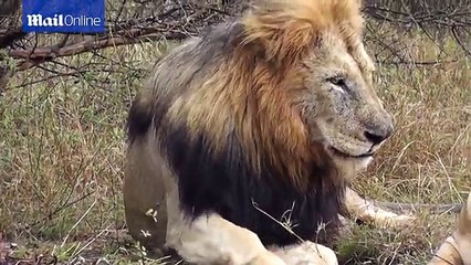 Lecherous lion gets big shock when potential mate lashes out