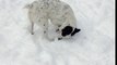 Do you think this dog enjoys the snow?