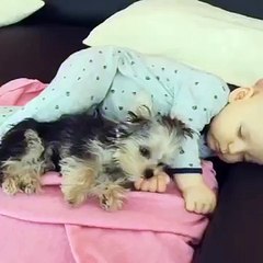 Dog Licks Sleeping Baby