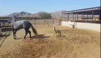 Horse Destroys Toy Encroaching on Territory