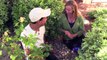 DATES - Growing & Eating Organic Locally Grown Dates in Phoenix, Arizona