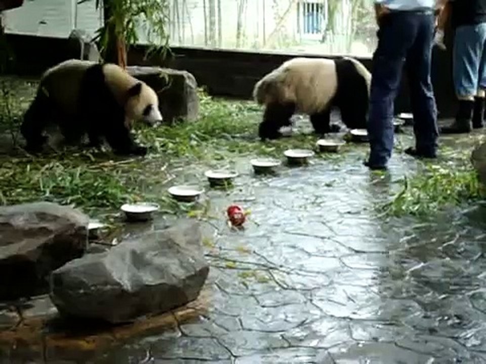 Milk Bowl Pandas