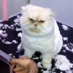 A cat getting a haircut... And not liking it one bit!