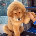 They said he can be whatever he wants to be, so the dog became a lion!