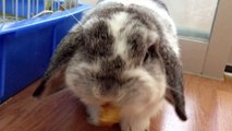 A Cute Bunny Rabbit Eating a Banana