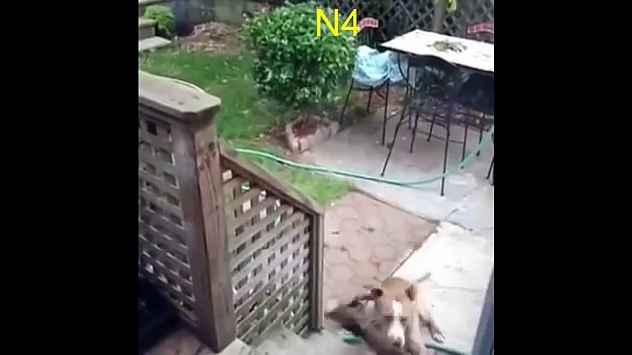 Dog Fail Compilation