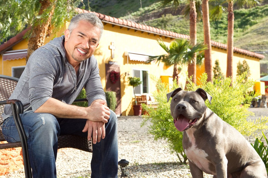 From Bankruptcy To Booming Business: How The Dog Whisperer Rebuilt His Life