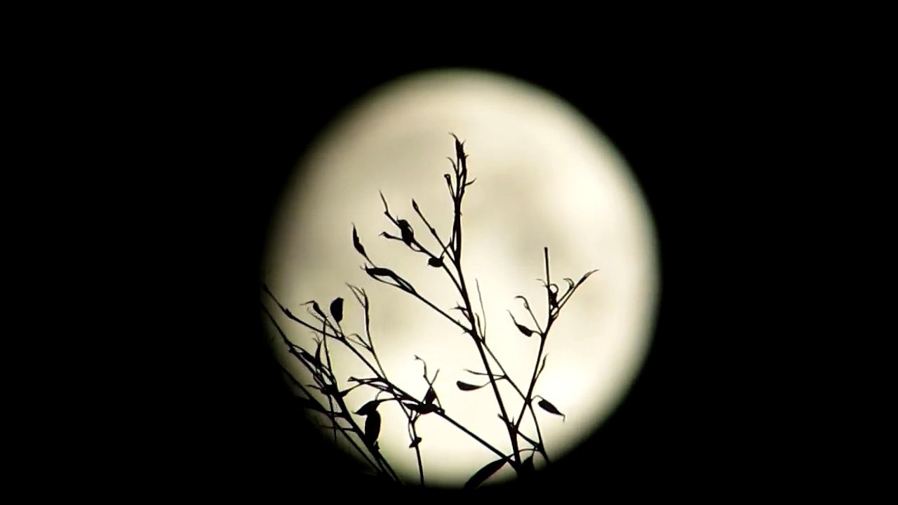Moon - 月亮