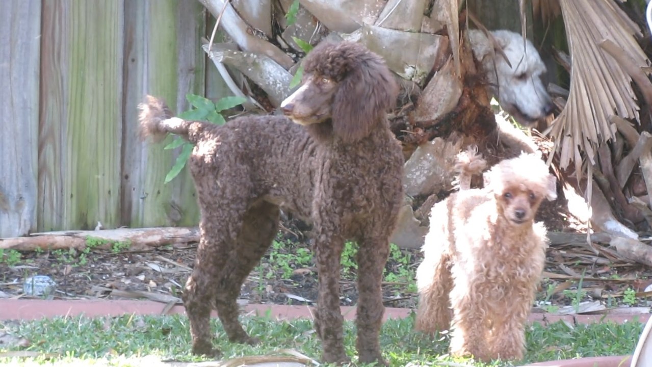Poodles !